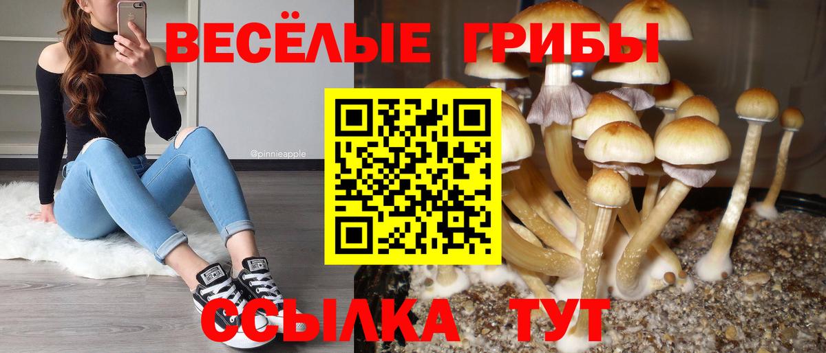 Галлюциногенные грибы Psilocybine cubensis Жигулёвск